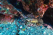 Panulirus regius Langouste verte royale-Cap Vert Ribeiring-5m-20150409-Denis-ADER-DSC_9992_tn